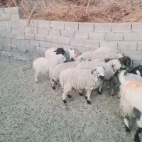 چاق پرواری سرحدی|حیوانات مزرعه|جیرفت, |دیوار