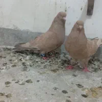 کبوتر کله ای