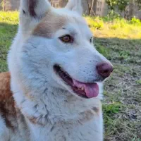 گمشده|سگ|کرج, مهرویلا شمالی|دیوار