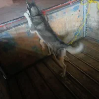 یک هاسکی نر حرف گوش کن