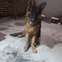 سگ ژرمن اصل اصل|سگ|آبادان, |دیوار
