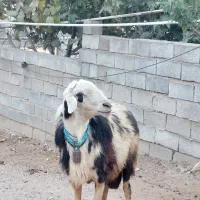 قوچ افشاری پلنگی زیباترین نژاد برتر|حیوانات مزرعه|صحنه, |دیوار