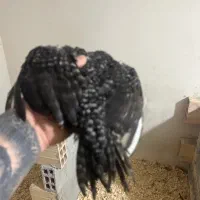 جوجه لاری هندی|حیوانات مزرعه|رشت, پل تالشان|دیوار