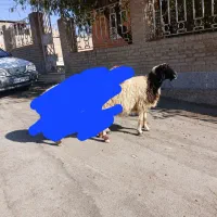 میش آبستن درجه یک داشتی|حیوانات مزرعه|ایلام, |دیوار