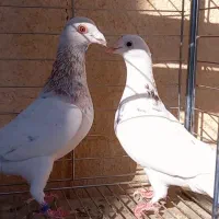 نرو ماده گلی سرور