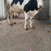 گاو سیمنتال 40روز به زایمان 35کیلوشیر شکم دوم