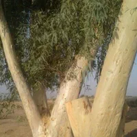 مشارکت در پروژه هزار  میلیاردی|خدمات باغبانی و درختکاری|تهران, آرژانتین|دیوار