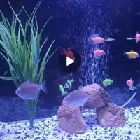 آکواریوم ۶۰سانتی