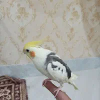 عروس هلندی ابلغ یا همان دوکت|پرنده|بردسکن, |دیوار