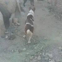 سگ گله و نگهبان|سگ|خمین, |دیوار