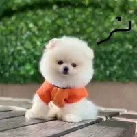 واگذاری پاکوتاه پامرین خرسی رایگان