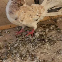 کفتر دم چتری