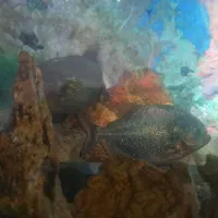 پیرانا رد بلی و الماسی