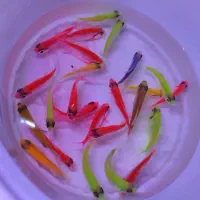 انواع ماهی زینتی|ماهی|مشهد, حسابی جنوبی (شهرک غرب)|دیوار