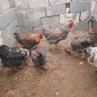 خروسی بومی درجه یک