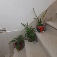 گل سانسوریا لب طلایی و اسپاتی فیلییوم