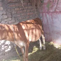 گاو|حیوانات مزرعه|بم, |دیوار