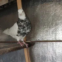 نر طوق زرین هفترنگ