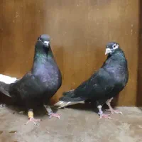 زاغ دم سفید|پرنده|مشهد, کوشش|دیوار