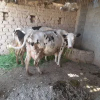 فروشی|حیوانات مزرعه|داراب, |دیوار