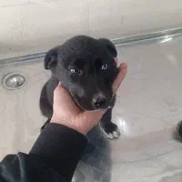 توله هاسکی وسرابی