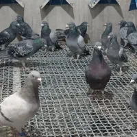 پلاکی شناسنامدار.|پرنده|اصفهان, سپاهان‌شهر|دیوار