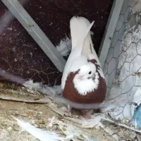 کبوتر جوانه|پرنده|ایلام, |دیوار