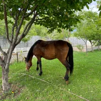 اسب ماده|اسب و تجهیزات اسبسواری|زنجان, |دیوار