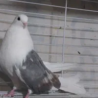 کبوتر تهرونی نر مست