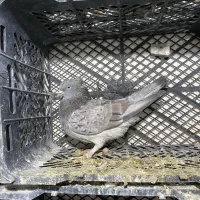 کفتر طهرونی یجایی