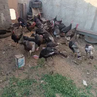 جوجه بوقلمون ۴ ماهه