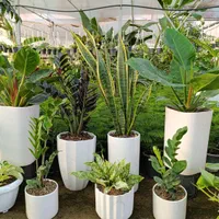 فروش گیاهان کادویی و ماندگار|گل و گیاه طبیعی|تبریز, |دیوار