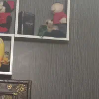 جوجه مرغ عشق|پرنده|تهران, شهرک مخابرات|دیوار
