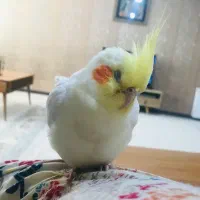 عروس هلندی|پرنده|شیراز, شهرک فرزانگان|دیوار