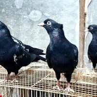 سینه سیاه جوجه