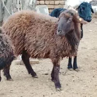 قوچ همو|حیوانات مزرعه|سلطانیه, |دیوار