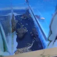 لجن خوار|ماهی|زابل, |دیوار