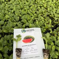 نشا *خربزه جانا گوجه هندوانه کلم