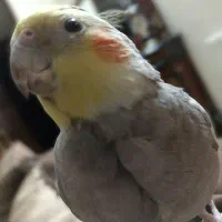 عروس هلندی با قفس|پرنده|مشهد, جاهد شهر|دیوار