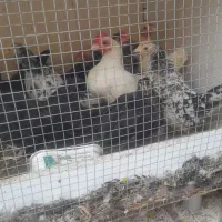 جوجه چاپنیز|حیوانات مزرعه|تبریز, |دیوار