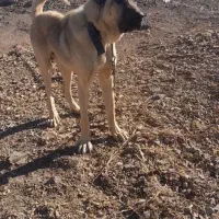 کافردراوج۱۶ ماهگی