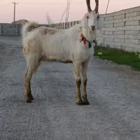 سرکش جوان درجه یک