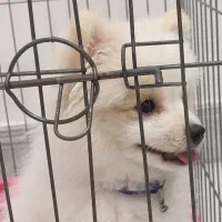 واگذاری پامر خرسی|سگ|مرودشت, ژیان|دیوار