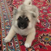 توله پامر|سگ|تهران, گرگان|دیوار