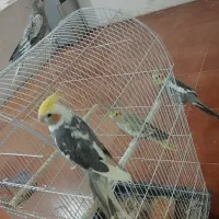 چهار عدد عروس هلندی