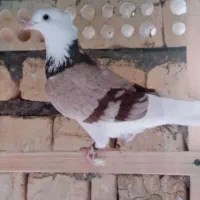 نر پشت ارده ای یا پشت زرد