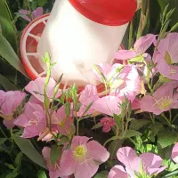 آبخوری و دانخوری