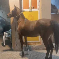 فروش مادیان دره‌شوری