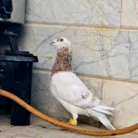 هفت رنگ‌کله هما لک دار