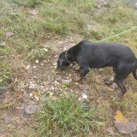 سگ شکاری پوینتر ماده شکاربلد|سگ|املش, |دیوار